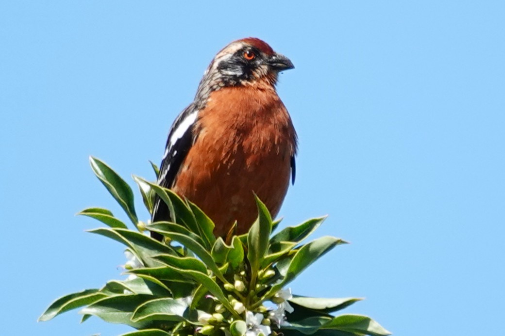 Rufous-tailed Plantcutter - ML646640274