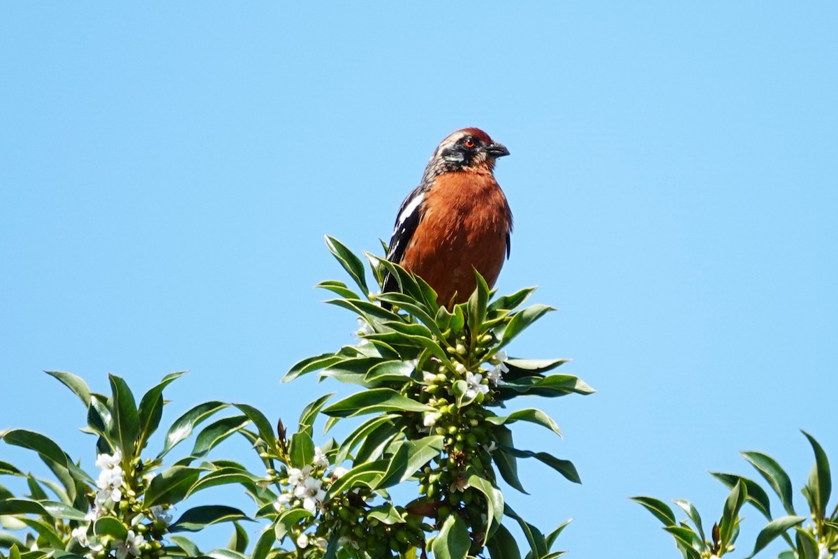 Rufous-tailed Plantcutter - ML646640275