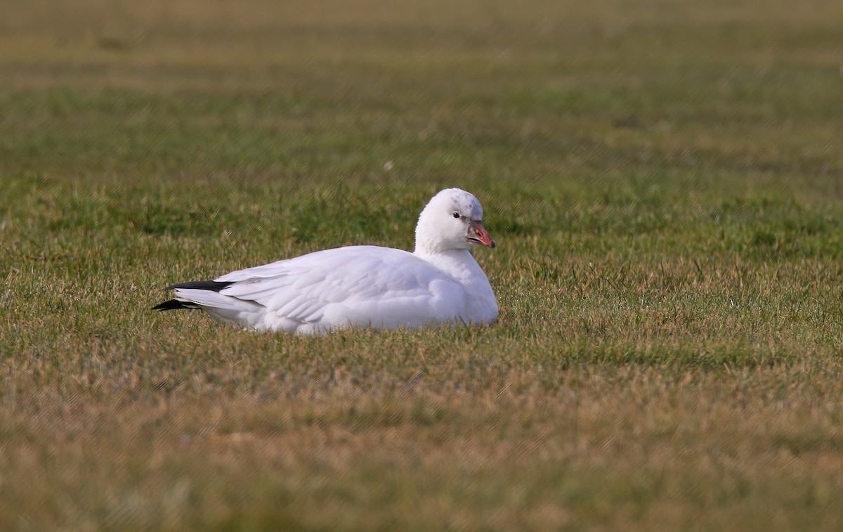 Ross's Goose - ML646640276