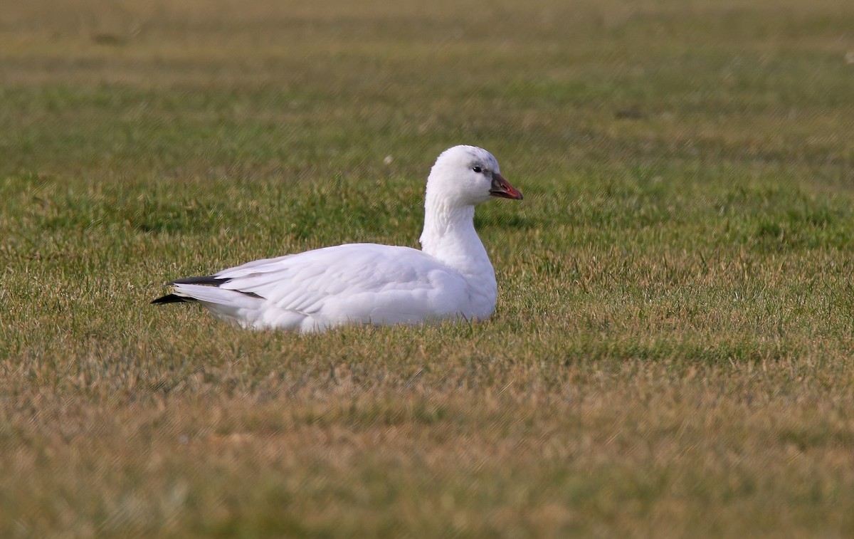 Ross's Goose - ML646640277