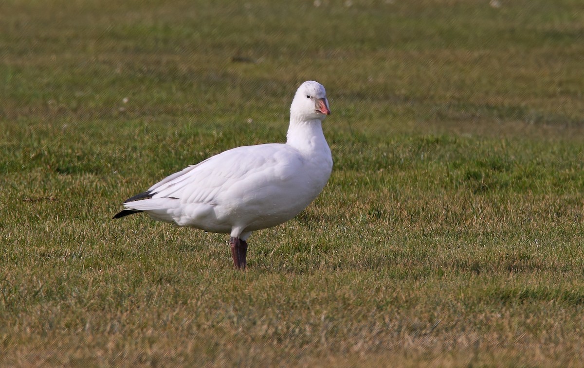 Ross's Goose - ML646640278