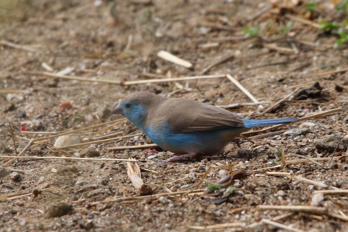 Голубой астрильд - ML646640280