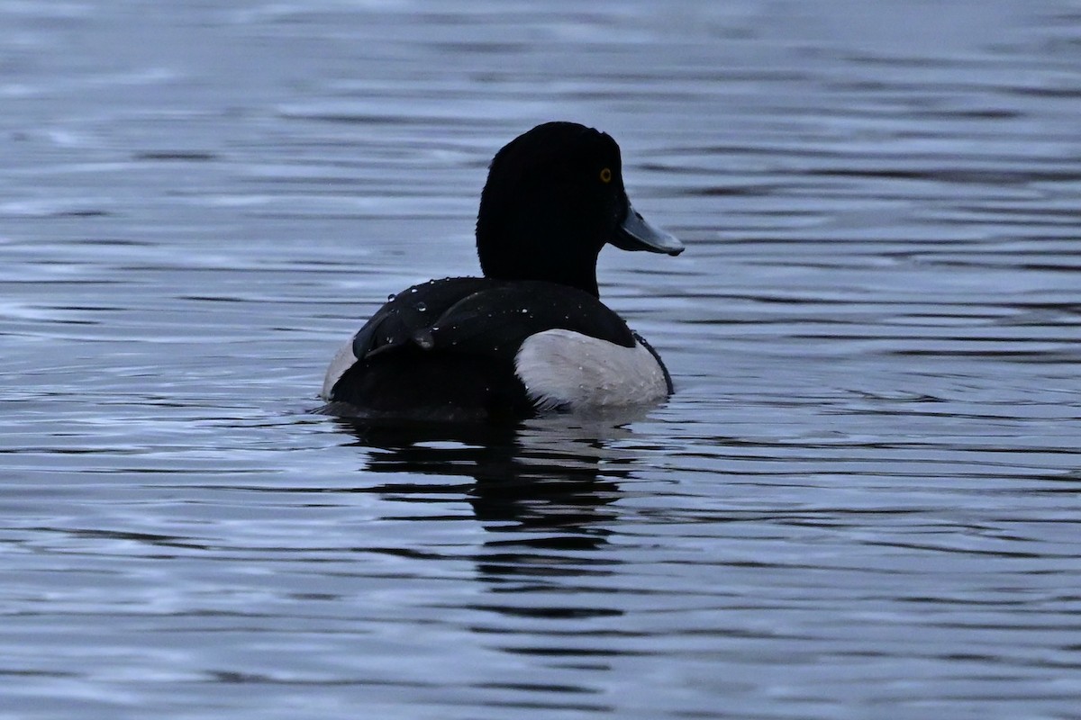 Хохлатая чернеть - ML646640282