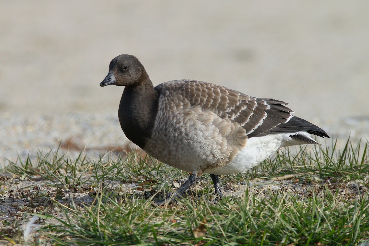 黑雁 - ML646640283