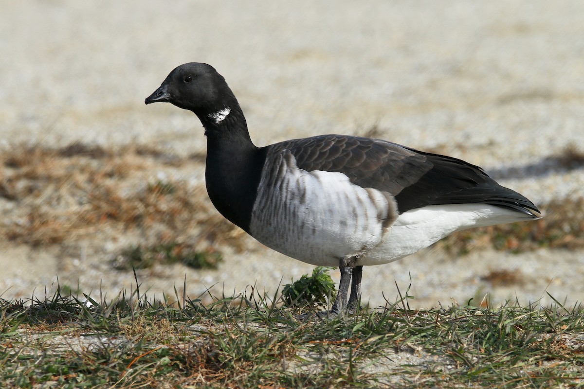 黑雁 - ML646640284