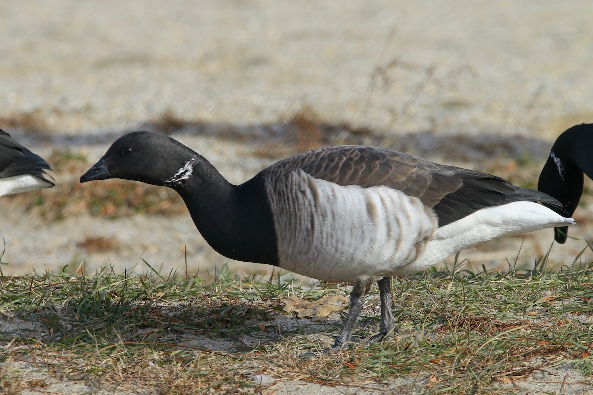 黑雁 - ML646640285