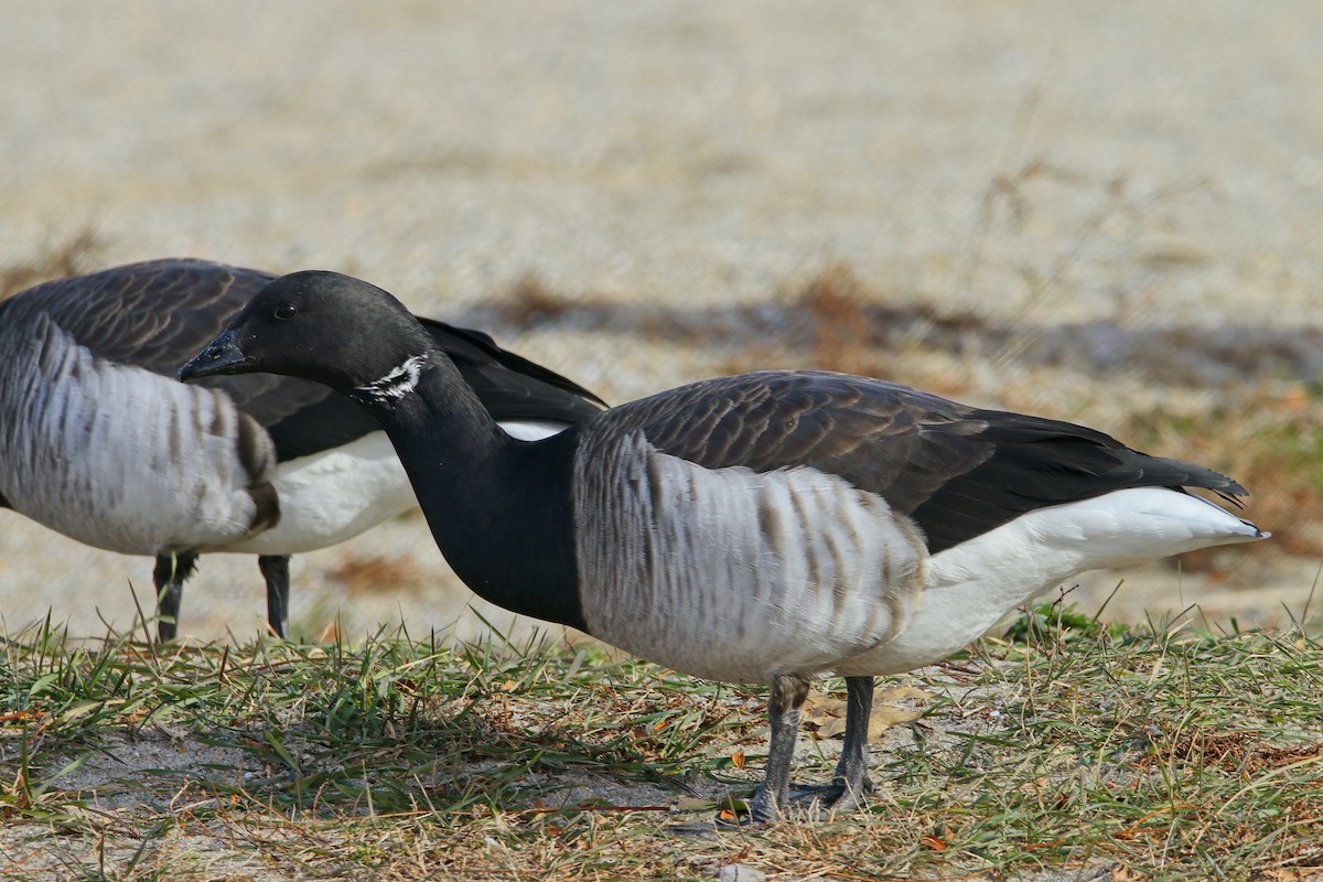 黑雁 - ML646640286