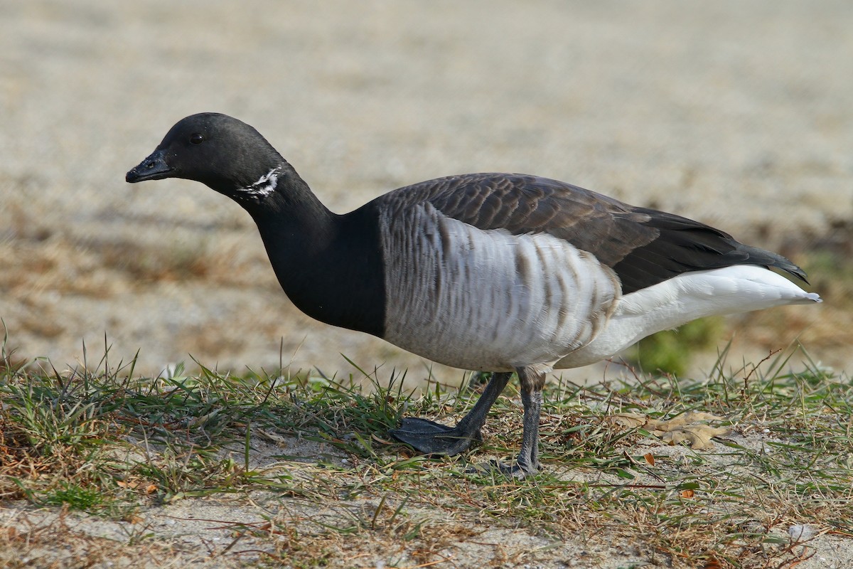 黑雁 - ML646640287