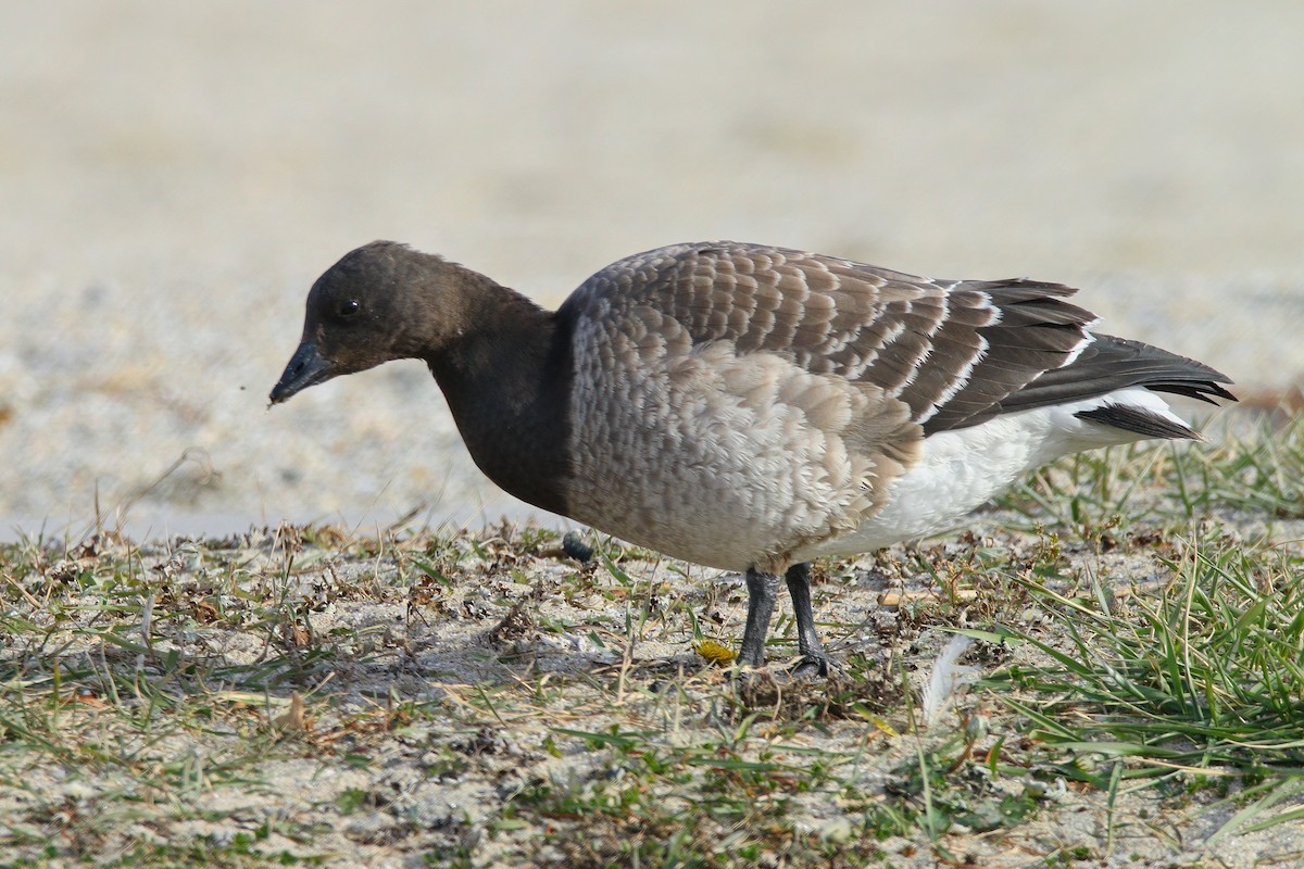 黑雁 - ML646640288