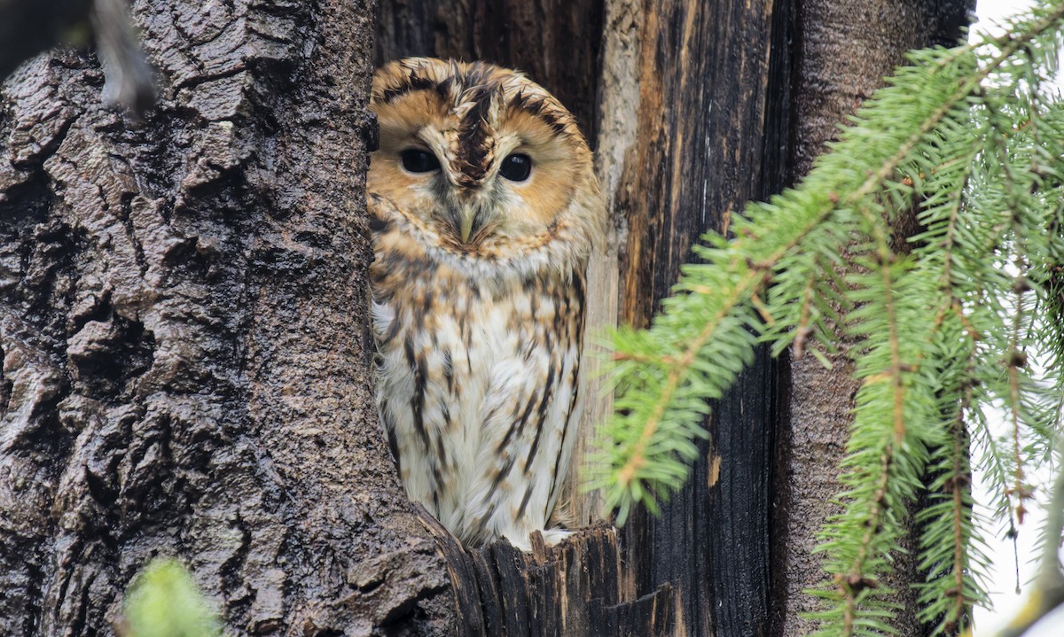 Tawny Owl - ML646640289
