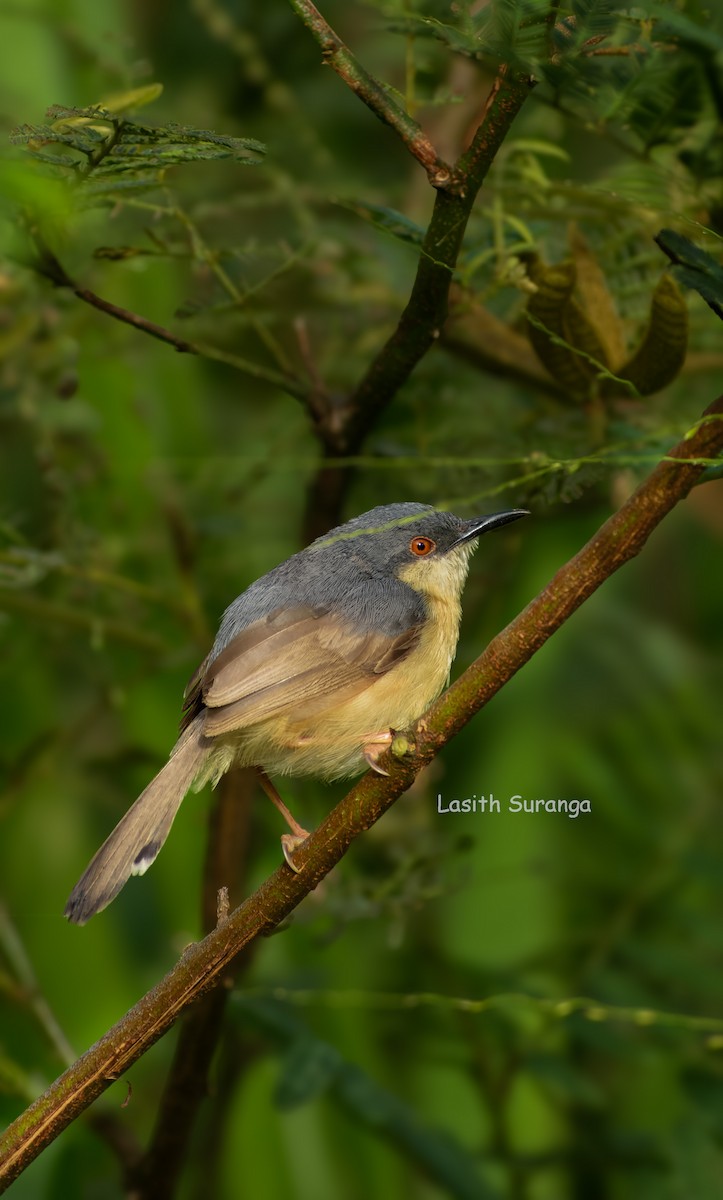 Рыжебрюхая приния - ML646640290