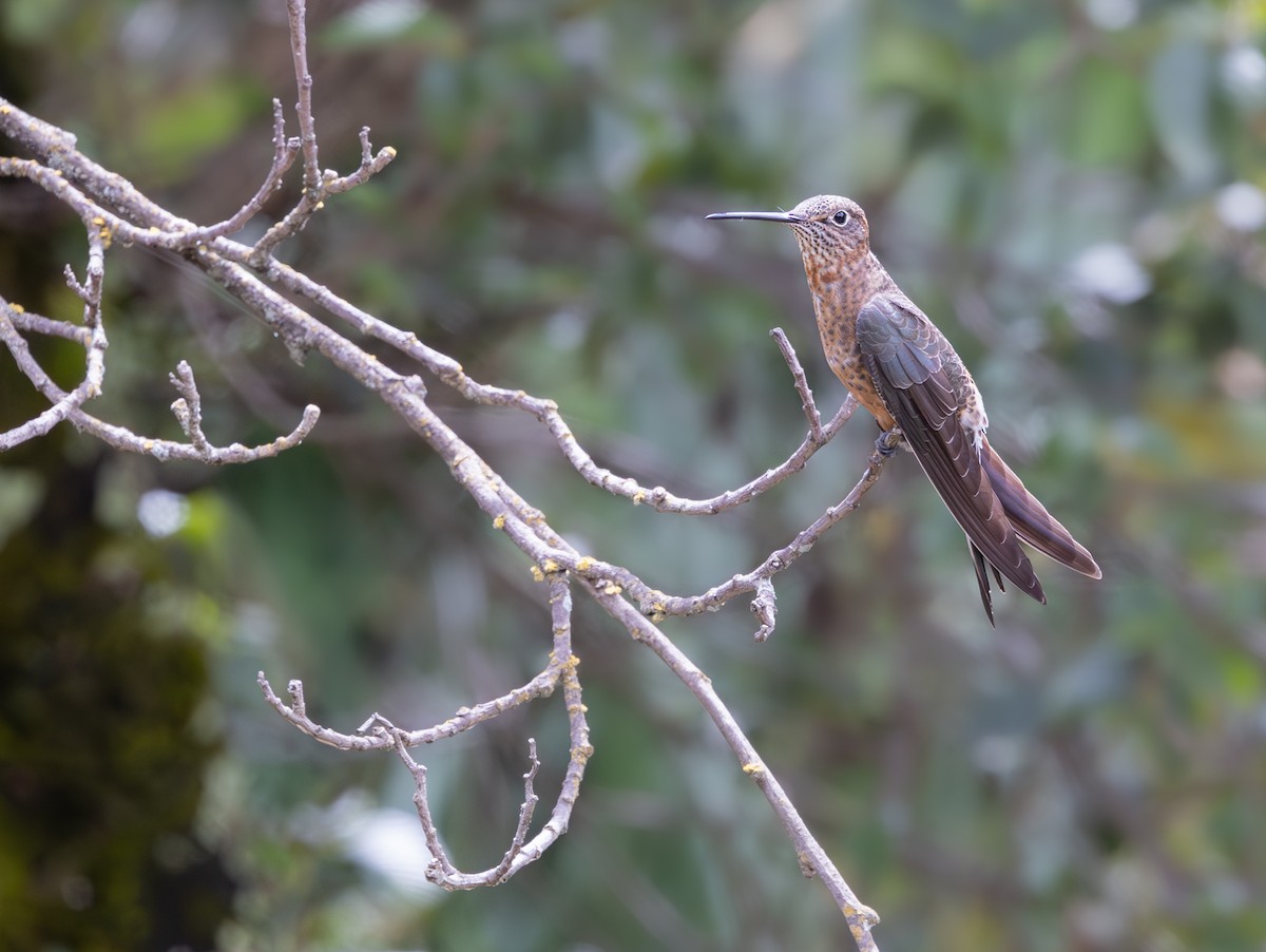 オオハチドリ - ML646640292