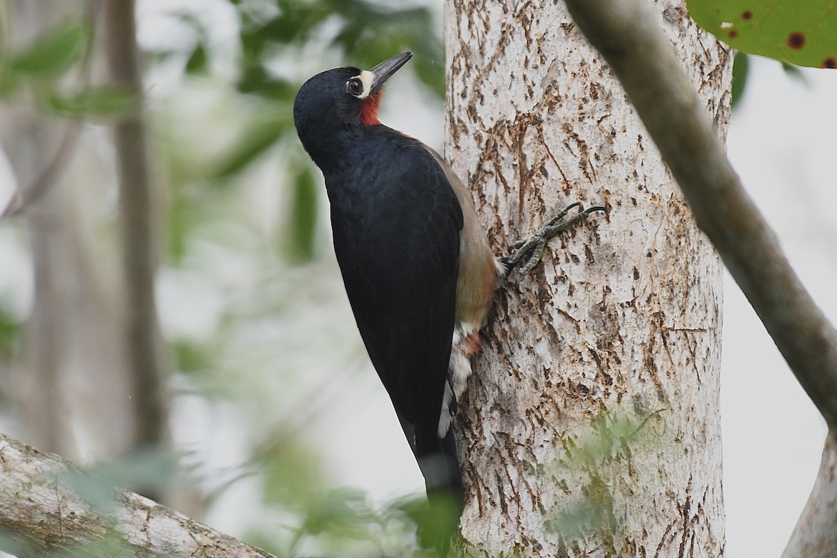 Пуэрториканский дятел - ML646640294