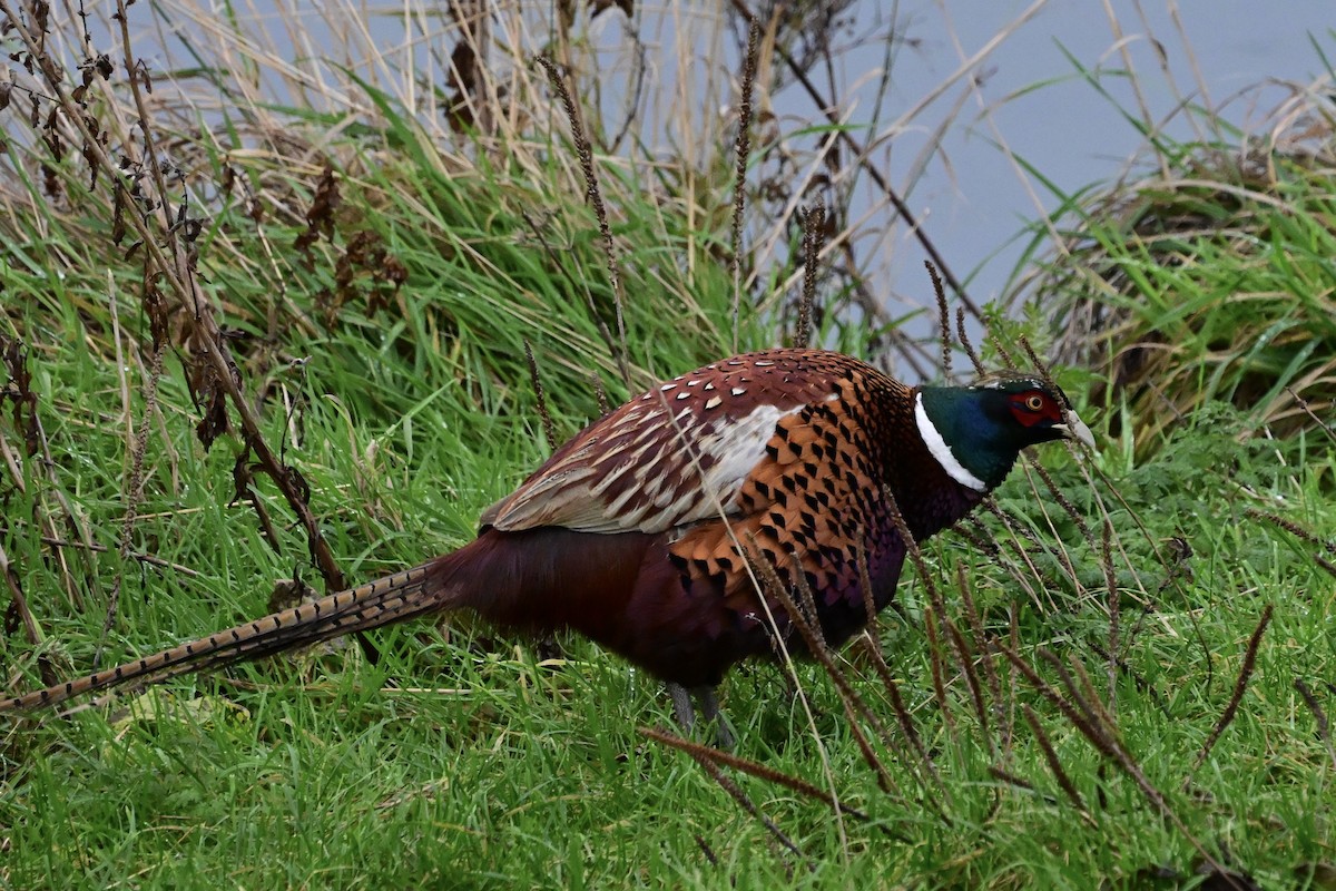 Фазан - ML646640296