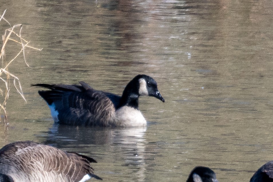 Cackling Goose - ML646640297