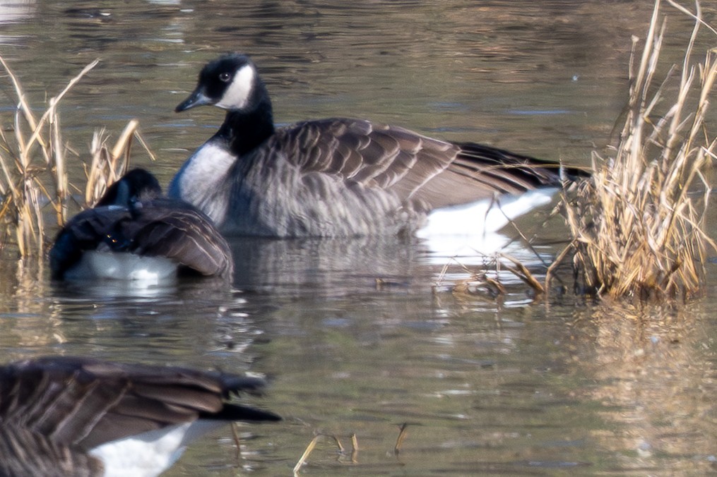 Cackling Goose - ML646640298