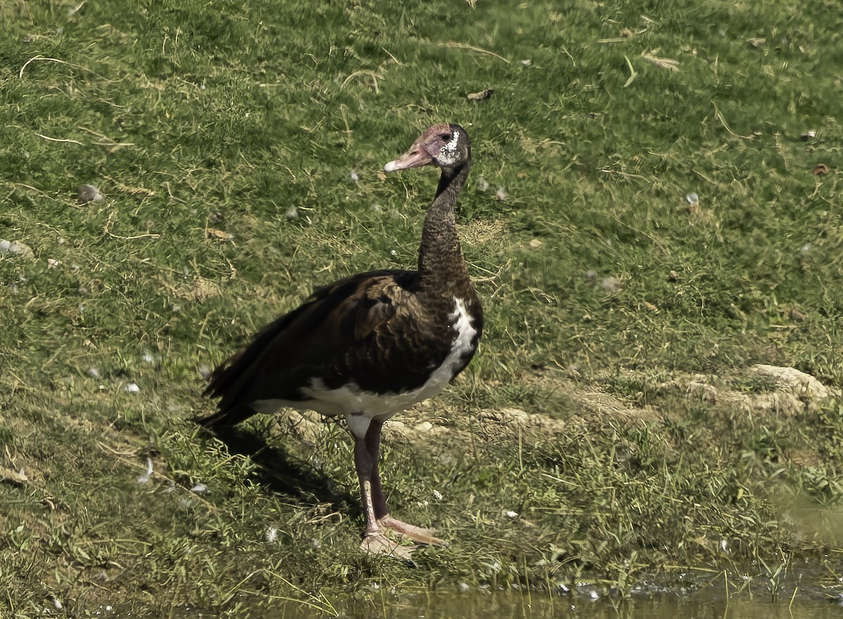 Шпорцевый гусь (niger) - ML646640299