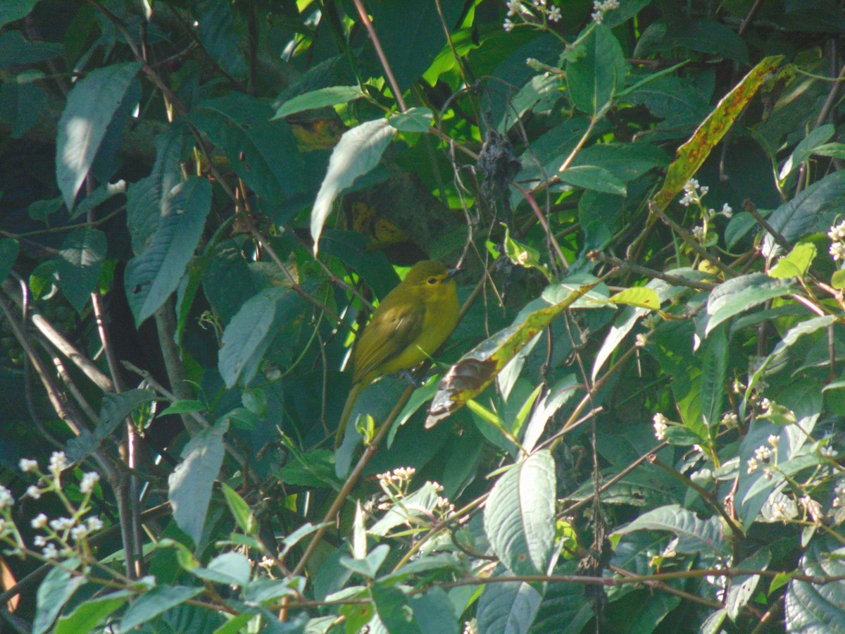 Yellow-browed Bulbul - ML646640300