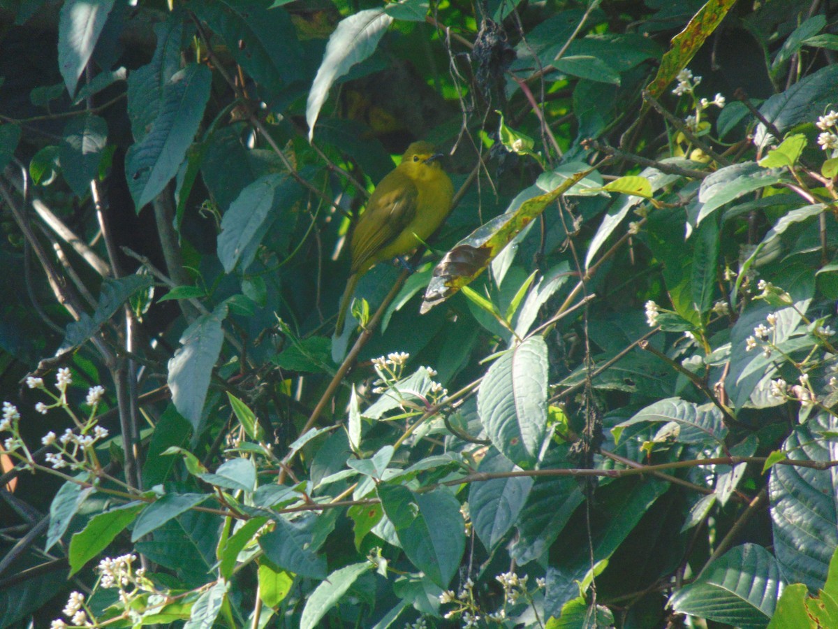 Yellow-browed Bulbul - ML646640301