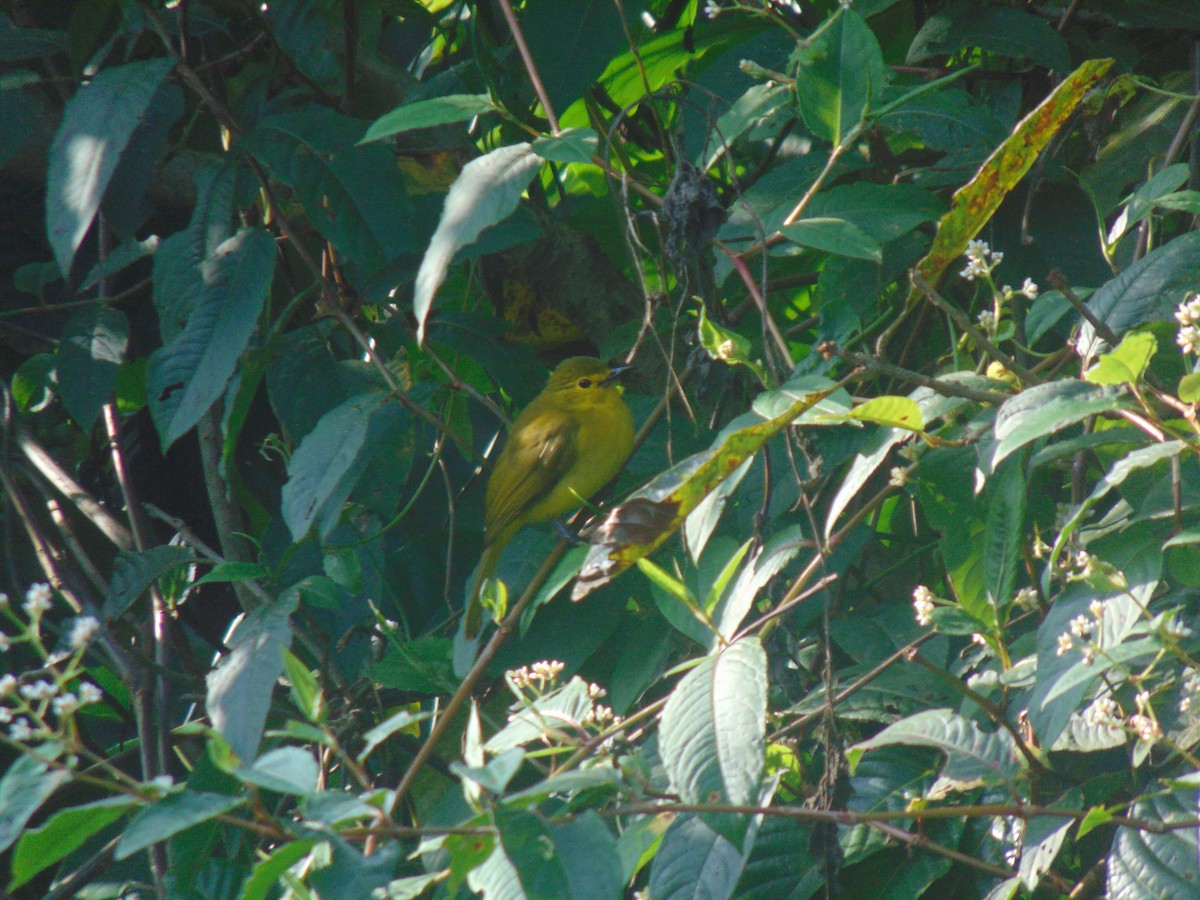 Yellow-browed Bulbul - ML646640302