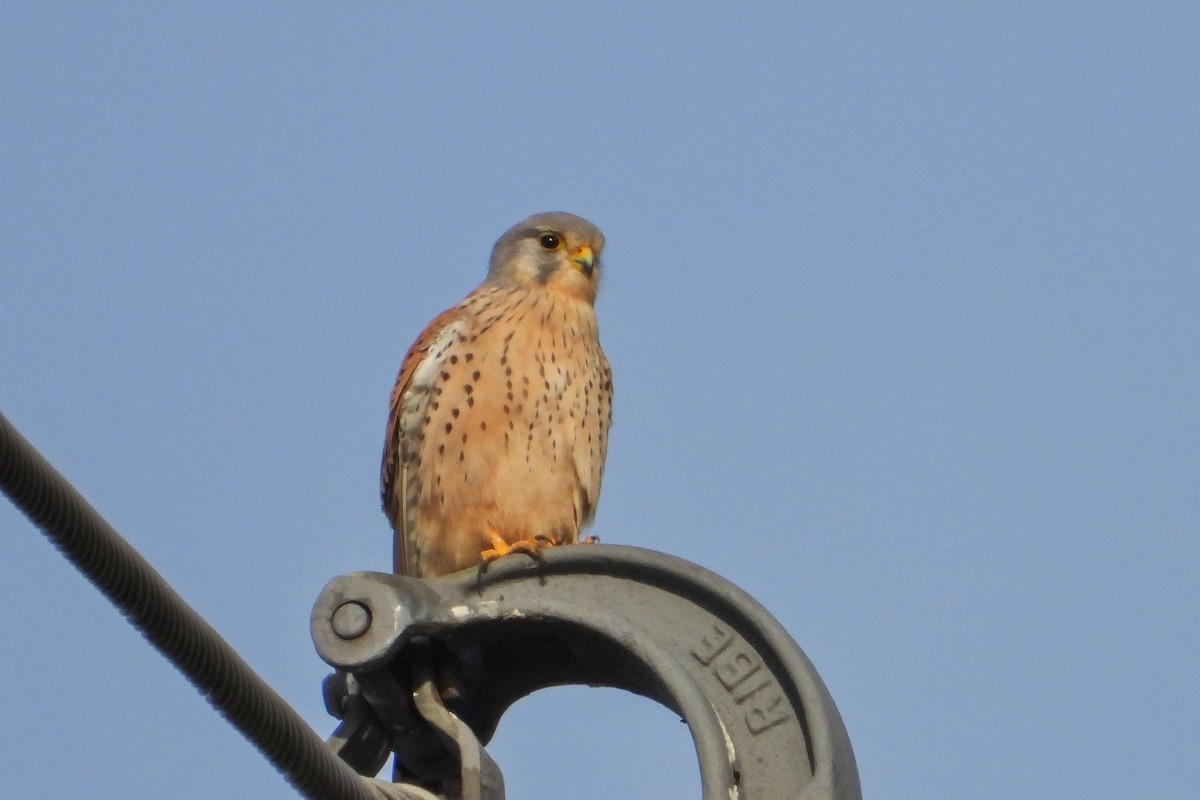 Eurasian Kestrel - ML646640304