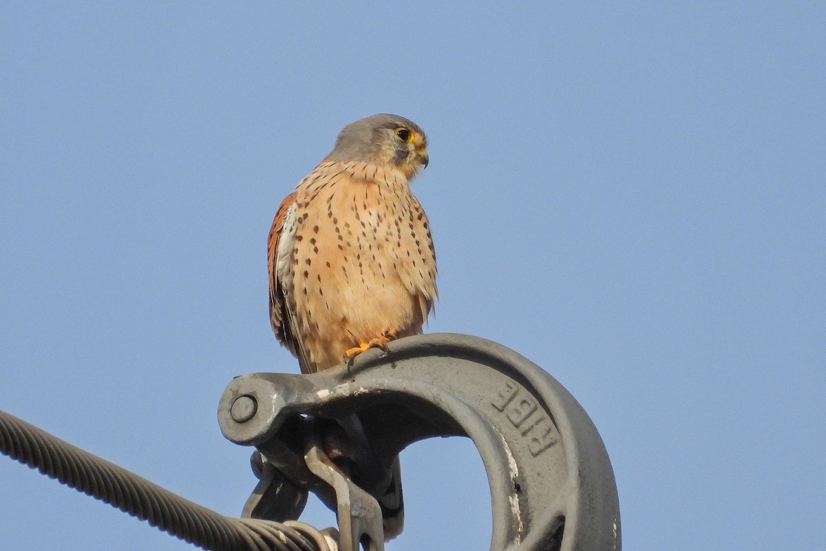 Eurasian Kestrel - ML646640305