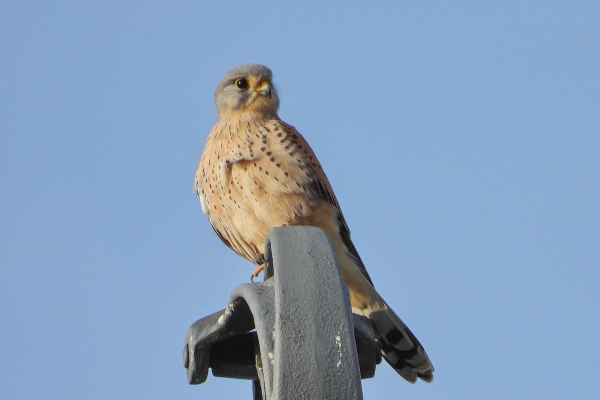 Eurasian Kestrel - ML646640306