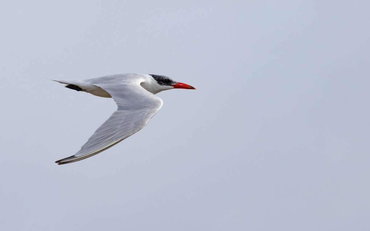 Caspian Tern - ML646640307