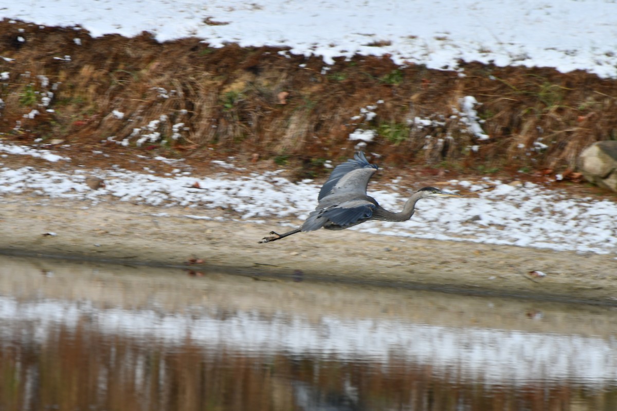 Grand Héron - ML646640308