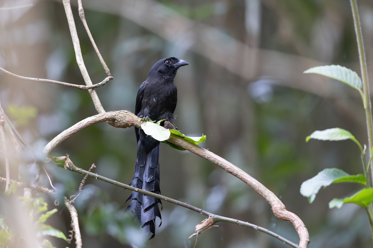 Ratchet-tailed Treepie - ML646640313