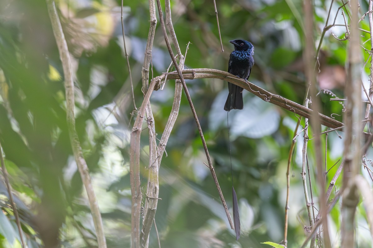Lesser Racket-tailed Drongo - ML646640314