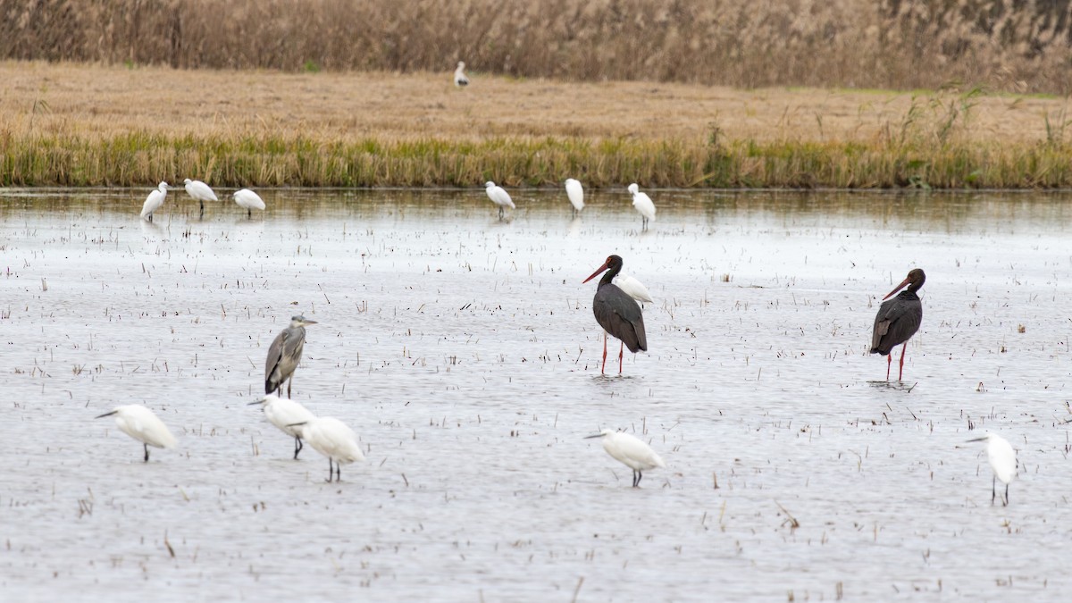 Black Stork - ML646640315