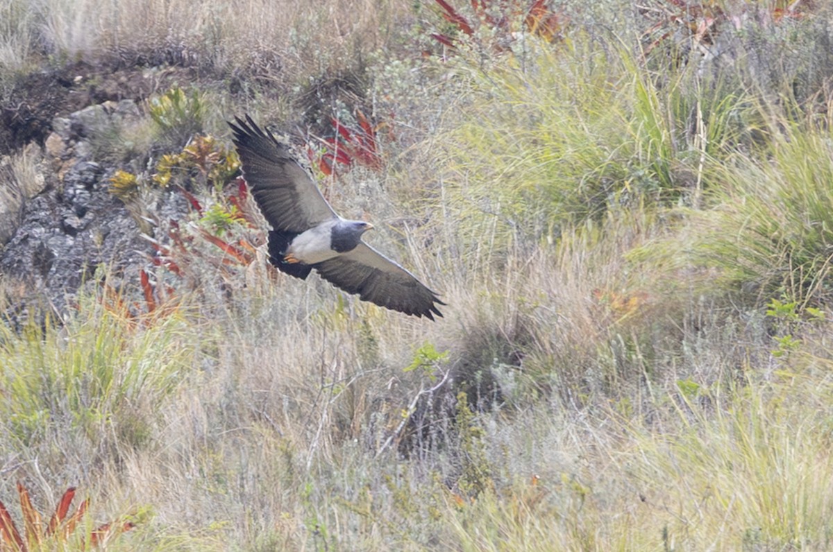 ワシノスリ - ML646640316