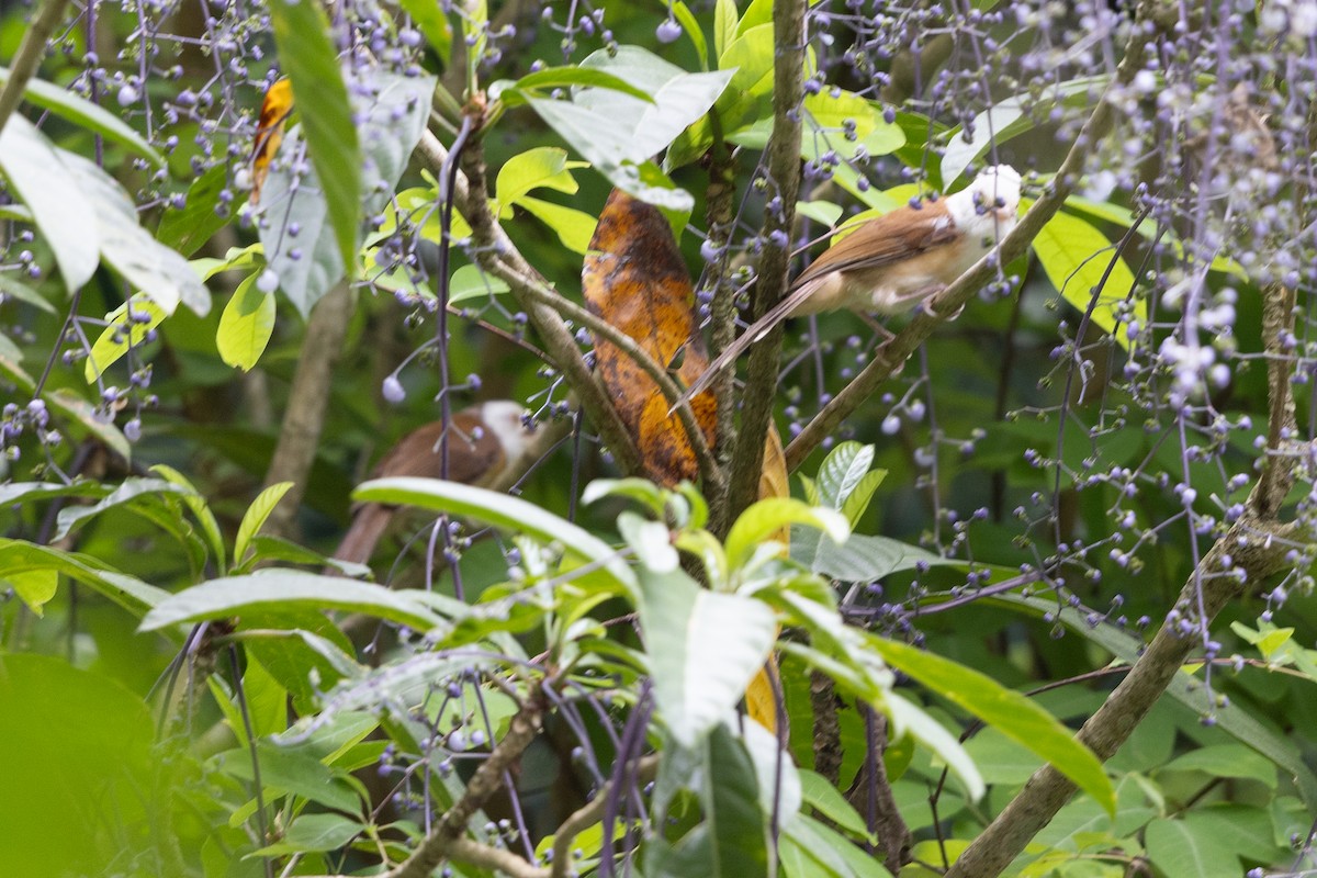 White-crested Laughingthrush - ML646640317