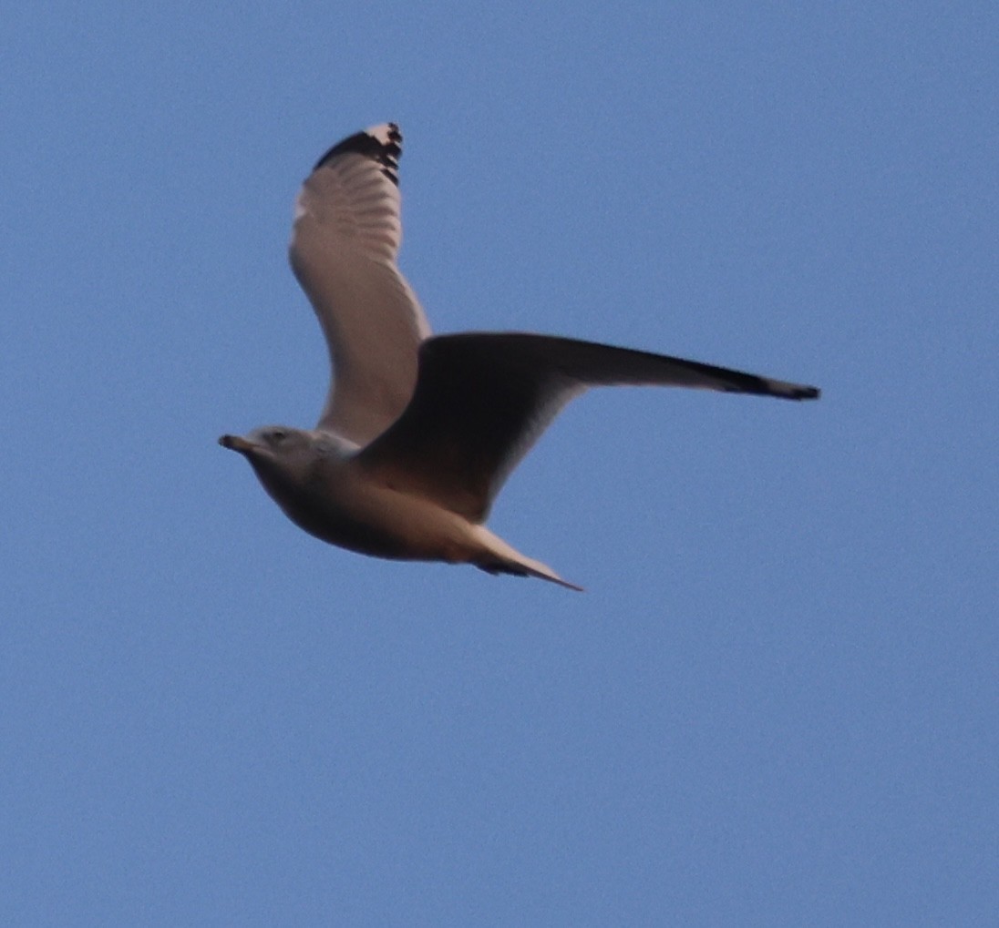 Gavina americana - ML646640318