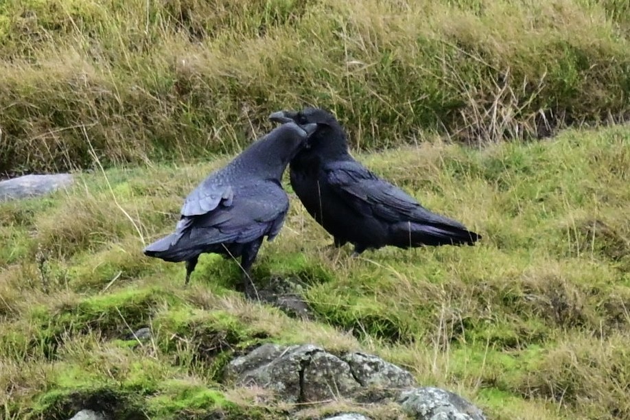 Common Raven - ML646640319