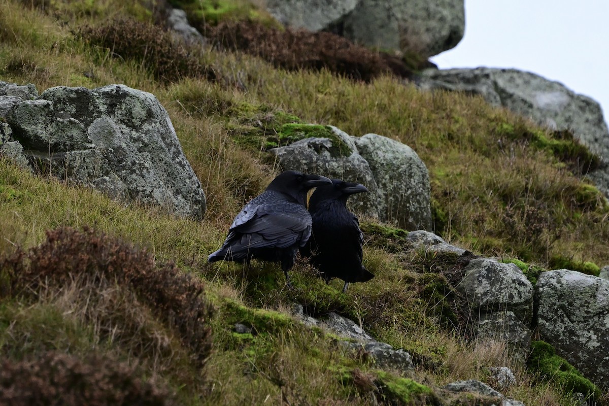 Common Raven - ML646640320