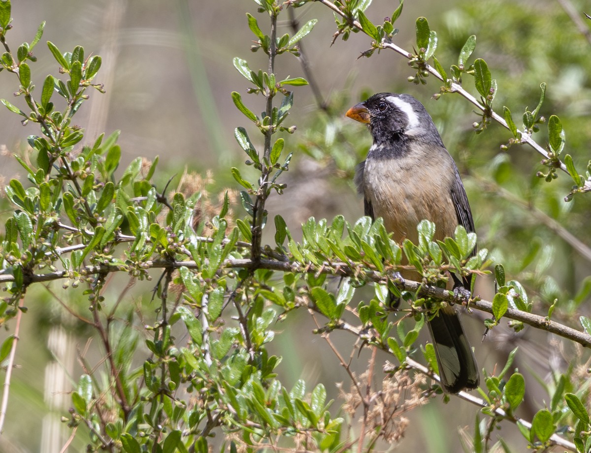 キバシイカル - ML646640321