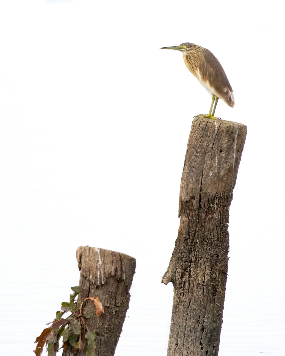 Squacco Heron - ML646640323