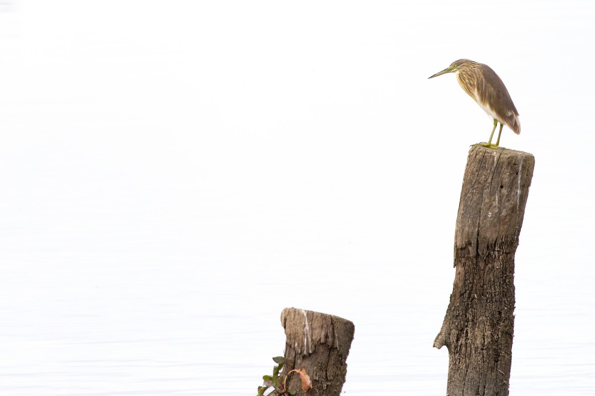 Squacco Heron - ML646640324