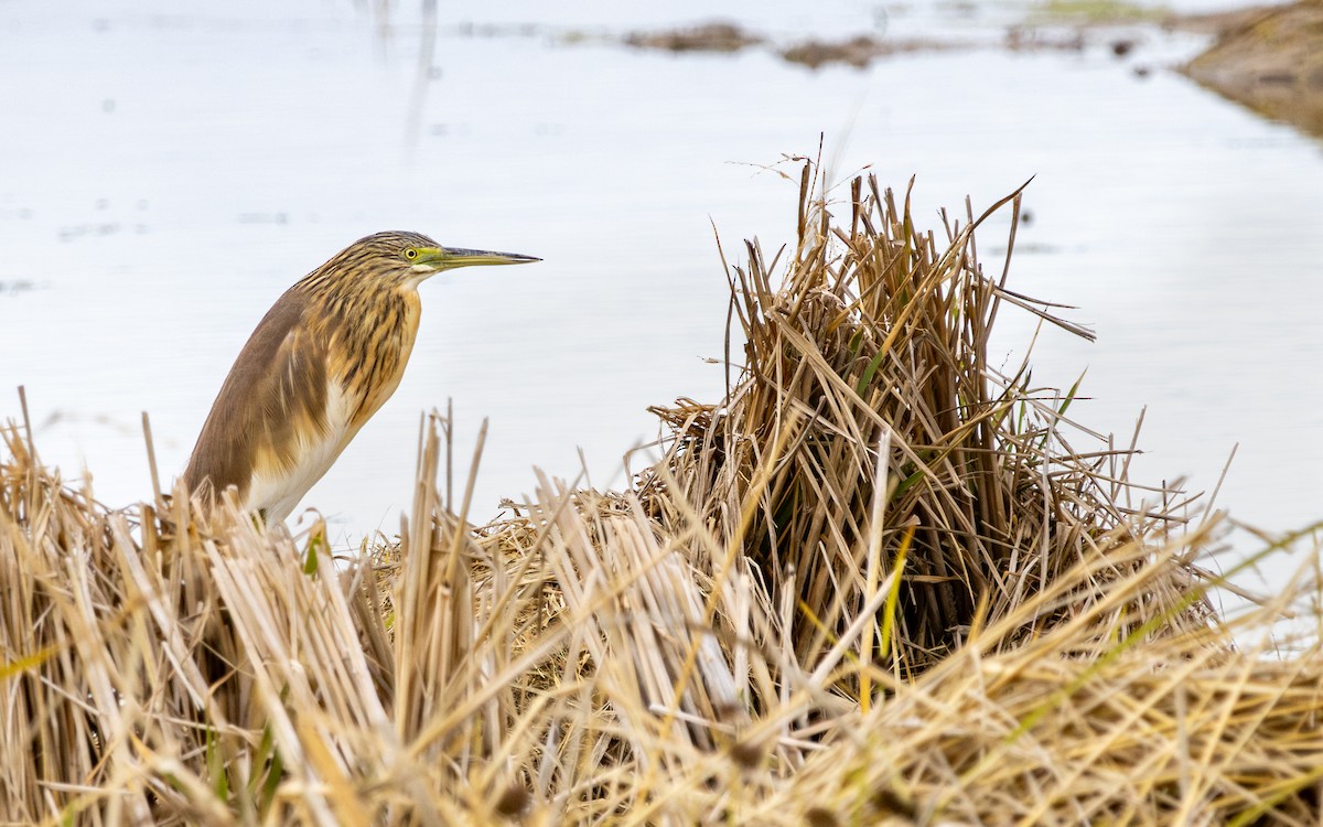 Squacco Heron - ML646640325