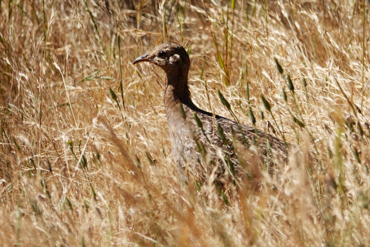Chilean Tinamou - ML646640326
