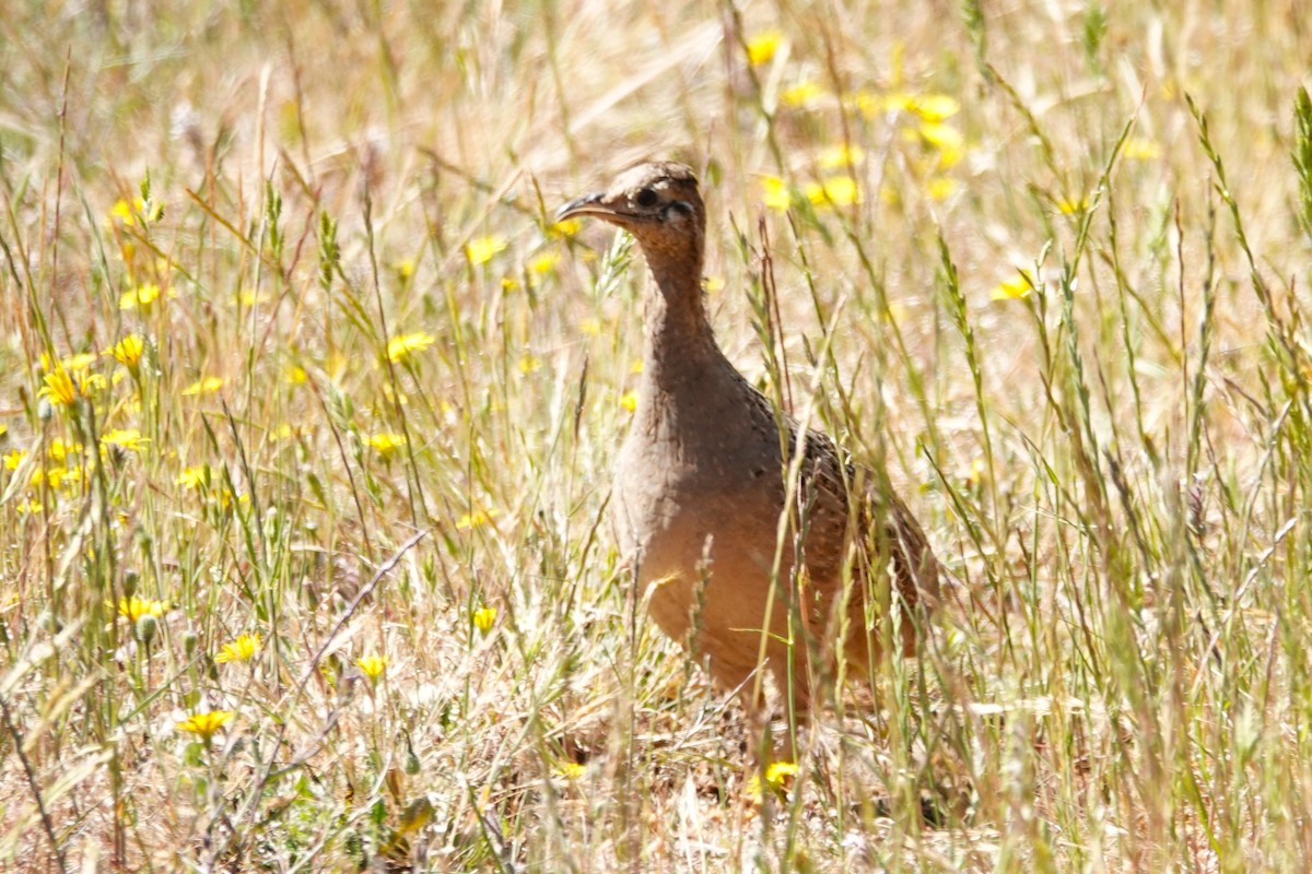 Chilean Tinamou - ML646640327