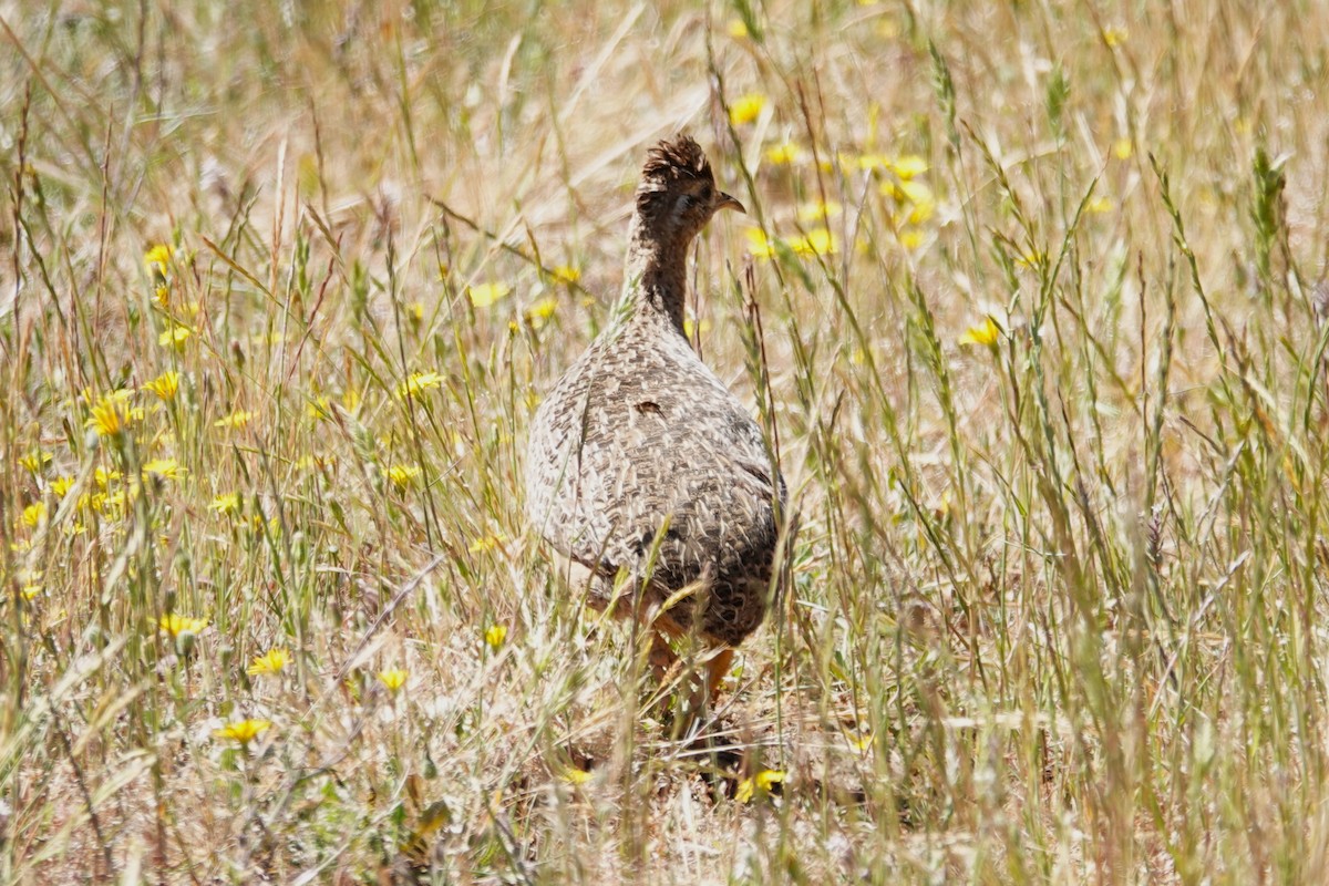 Chilean Tinamou - ML646640328