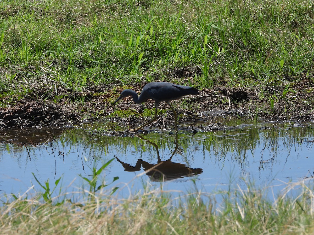 Garceta Gorjirroja - ML646640333