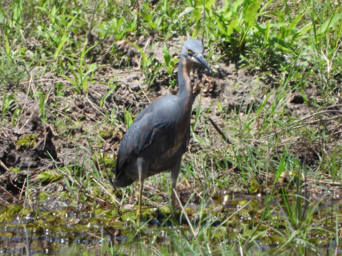 Garceta Gorjirroja - ML646640334