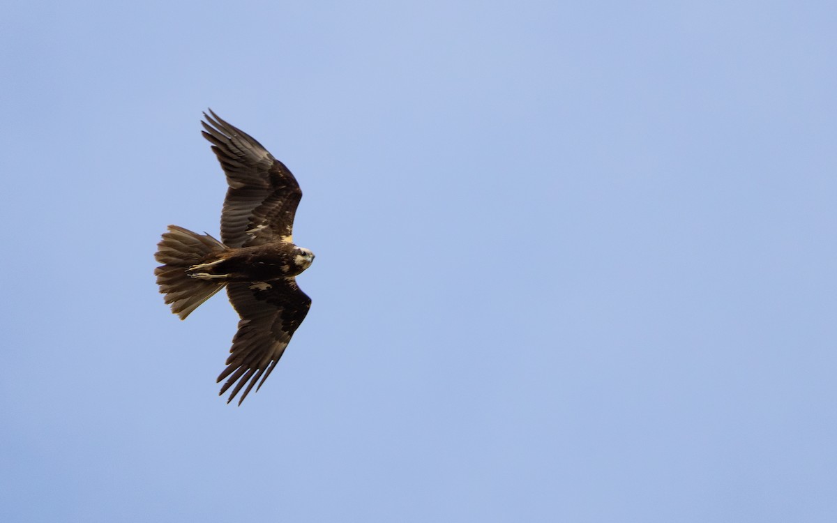 Western Marsh Harrier - ML646640337