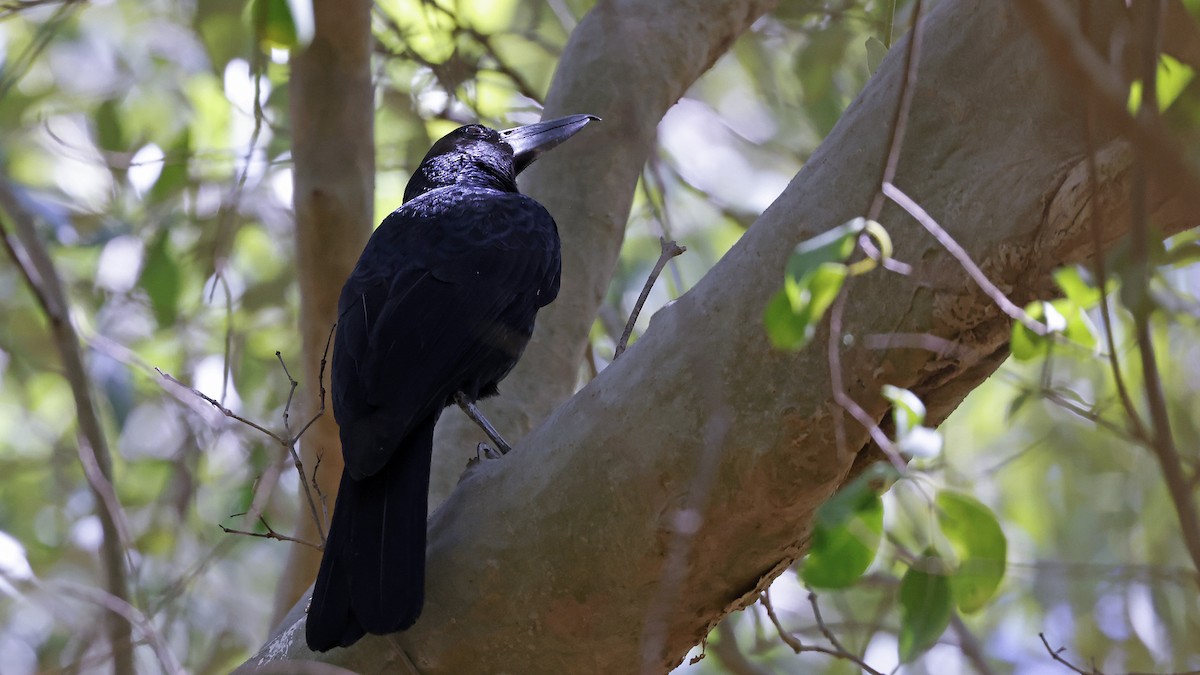 Black Butcherbird - ML646640338