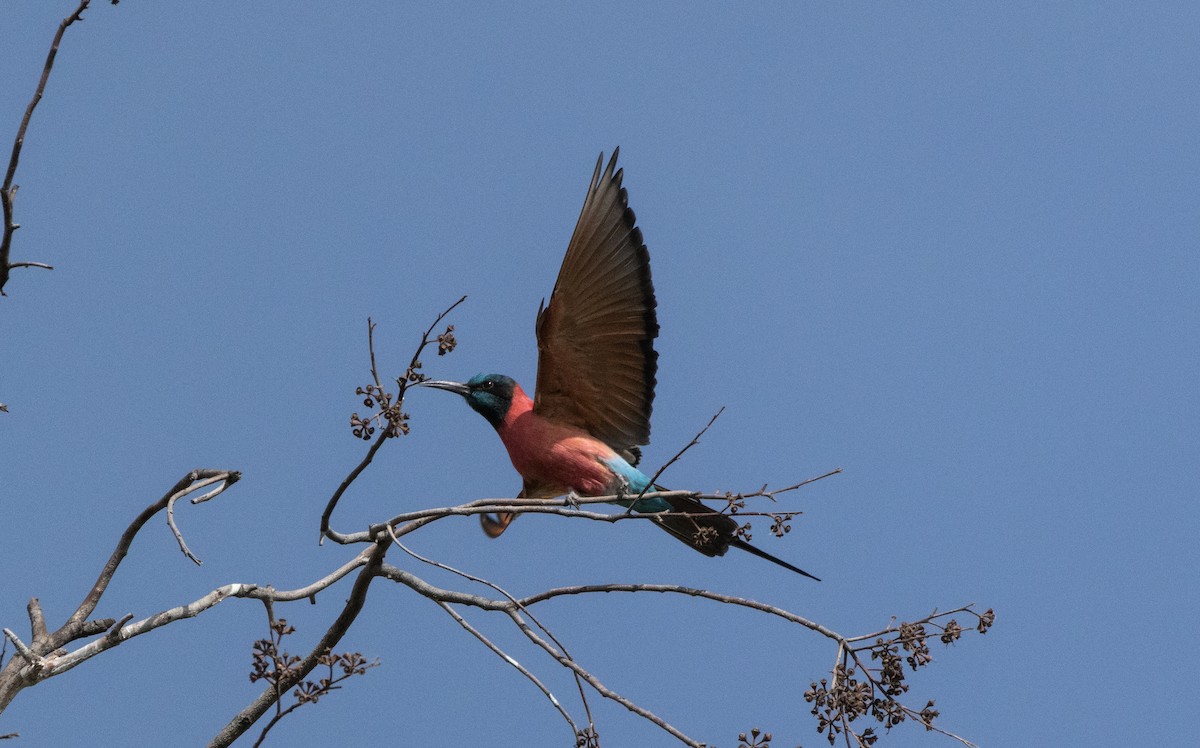 שרקרק ורוד - ML646640339
