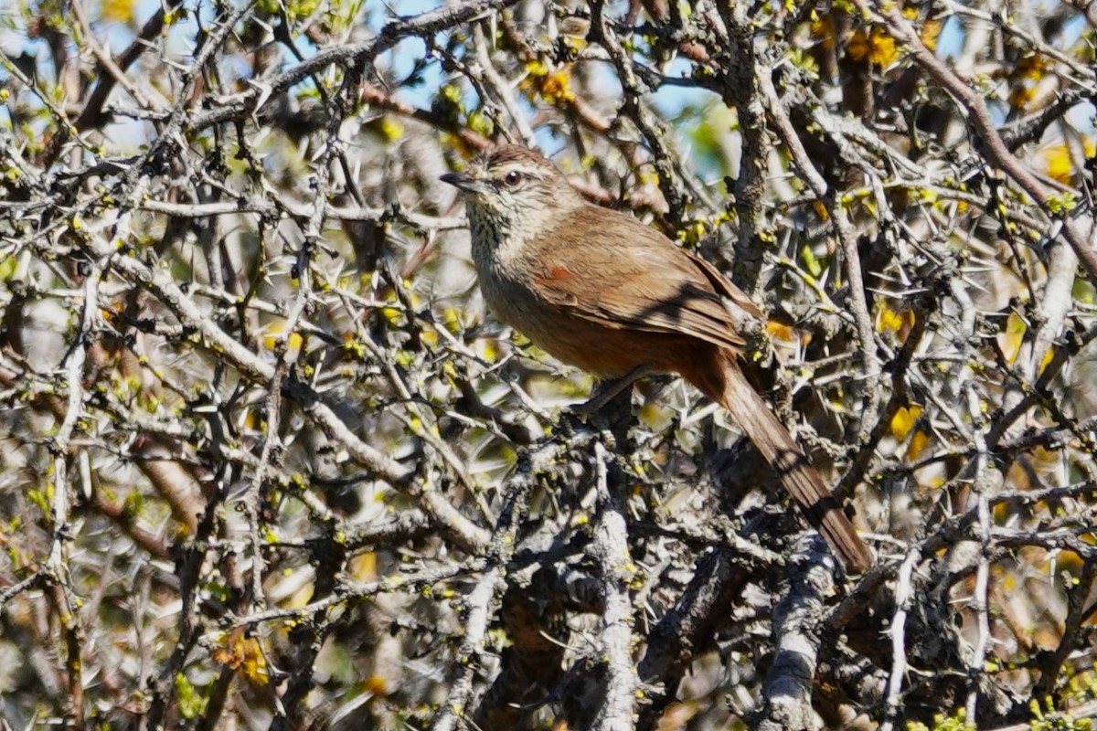 Dusky-tailed Canastero - ML646640340